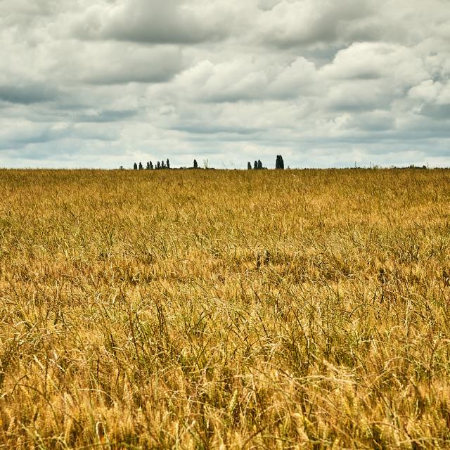 Champ de blé - Ferme Collay