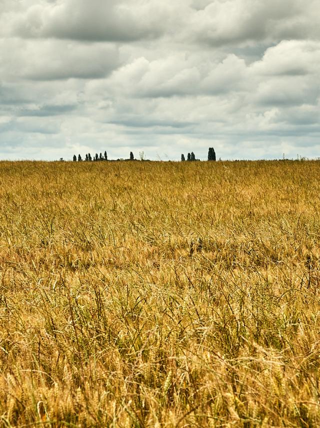 Champ de blé - Ferme Collay