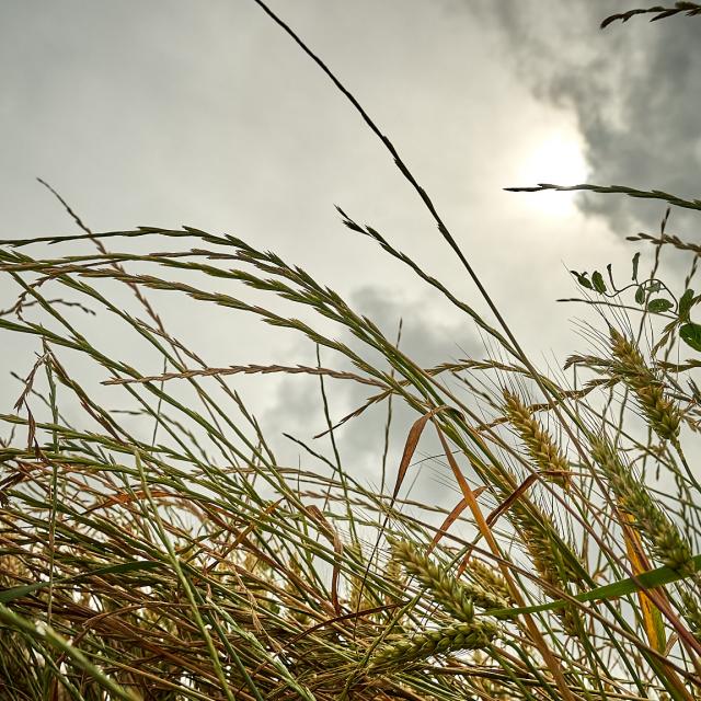 Epis et hautes herbes - Gros plan