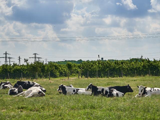 Ferme De Viltain - vaches arbres