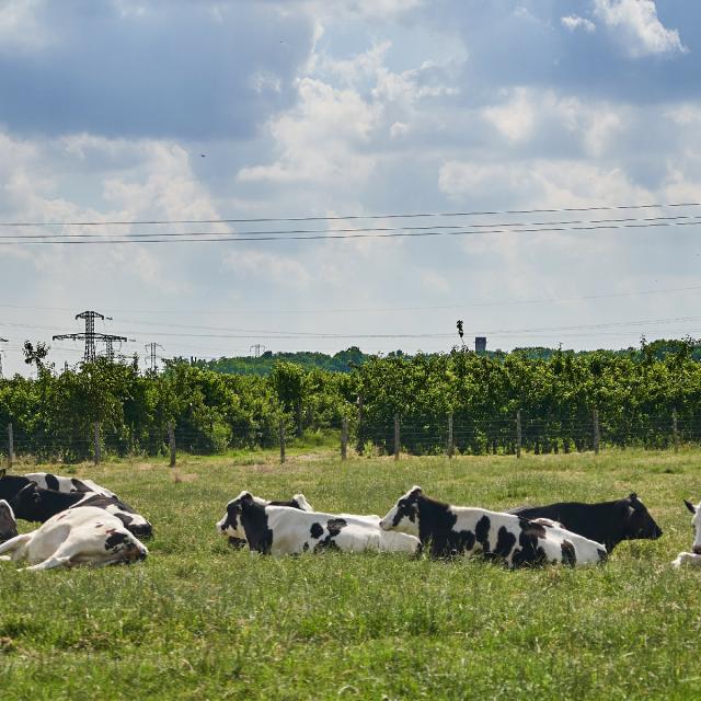 Ferme De Viltain - vaches arbres