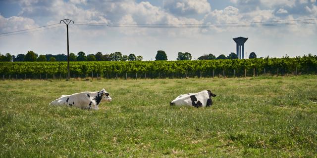 Ferme De Viltain - vaches arbres