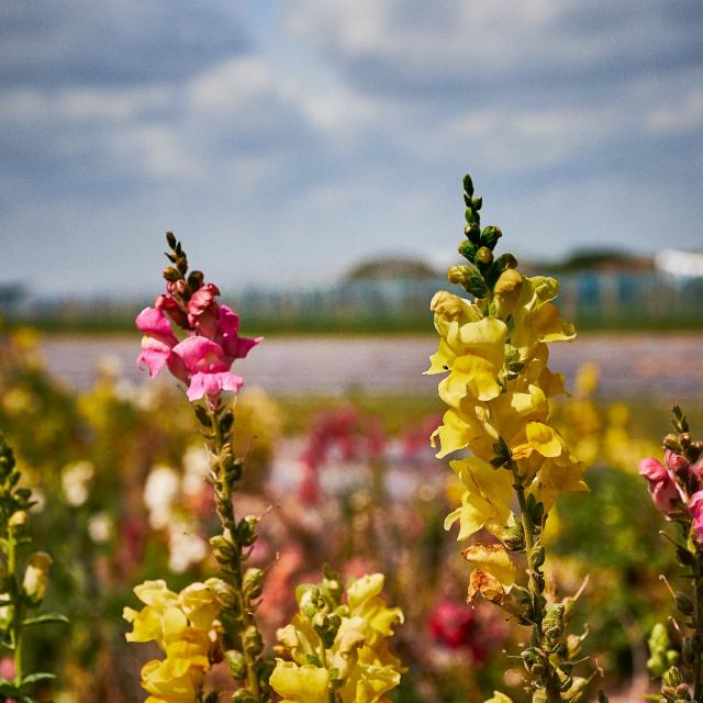 Ferme De Viltain - fleurs jaunes et roses