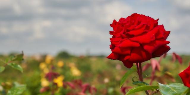 Ferme De Viltain - Rose rouge