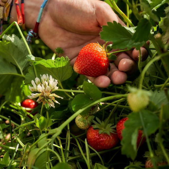 Ferme De Viltain - main cueillette fraises