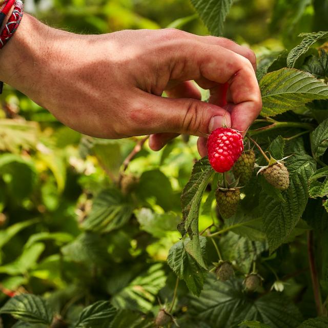 Ferme De Viltain - main cueillette framboises