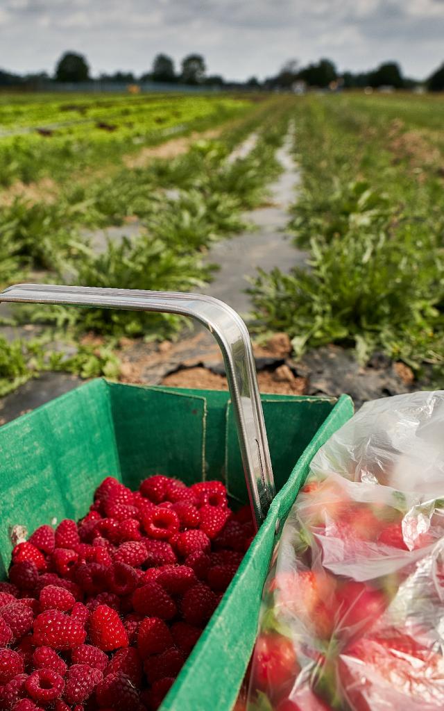 Ferme De Viltain - panier cueillette framboises