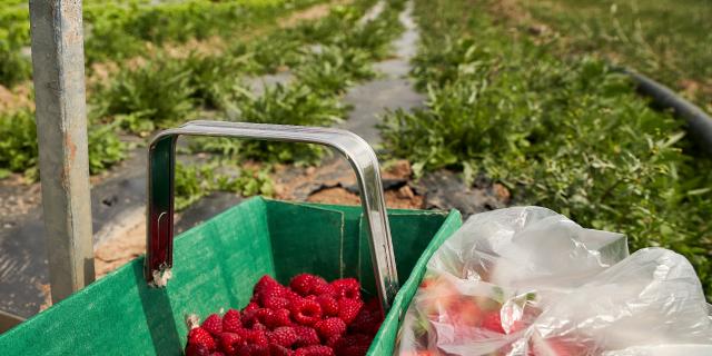 Ferme De Viltain - panier cueillette framboises