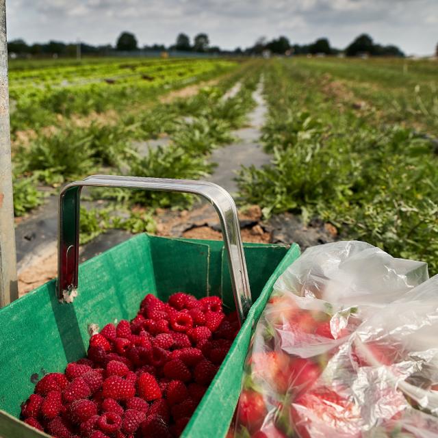 Ferme De Viltain - panier cueillette framboises