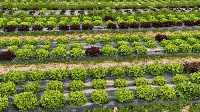 Ferme De Viltain - salades feuille de chêne