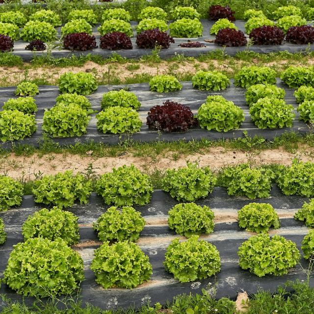 Ferme De Viltain - salades feuille de chêne