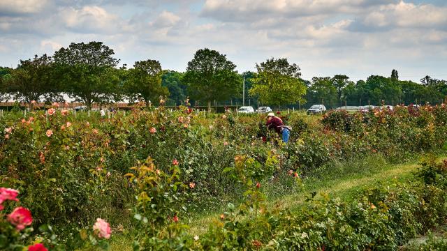 Ferme De Viltain - roses (2)