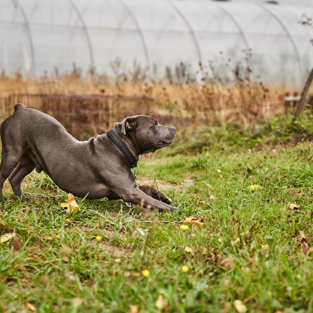 Chien qui s'étire - Ferme de la Closeraie - Robert Pirès