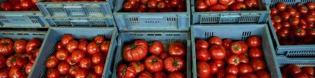 Ferme Trubuil - caisses de tomates