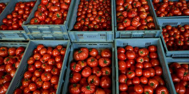 Ferme Trubuil - caisses de tomates