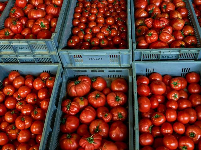 Ferme Trubuil - caisses de tomates