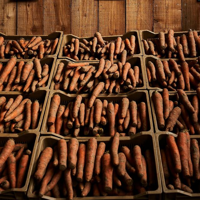 Ferme Trubuil - vente de carottes