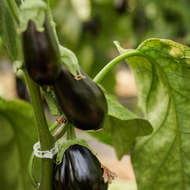 Ferme Trubuil - pied d'aubergine