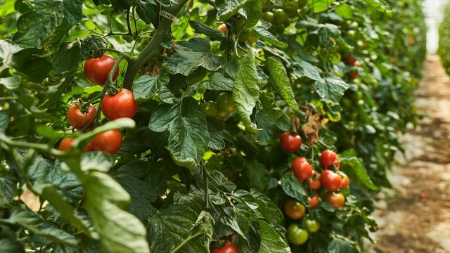 Ferme Trubuil - tomates cerises