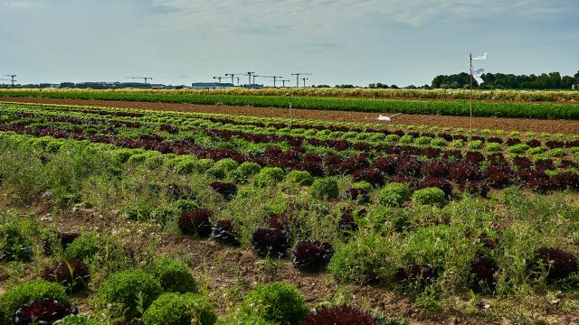 Ferme Trubuil - salades en plein champ