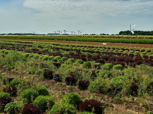 Ferme Trubuil - salades en plein champ