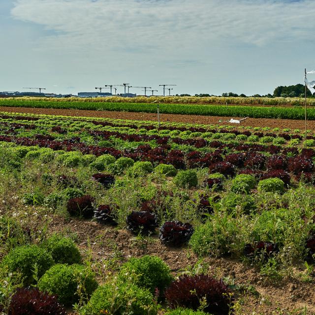 Ferme Trubuil - salades en plein champ