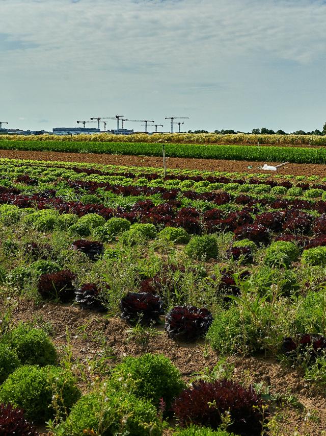 Ferme Trubuil - salades en plein champ