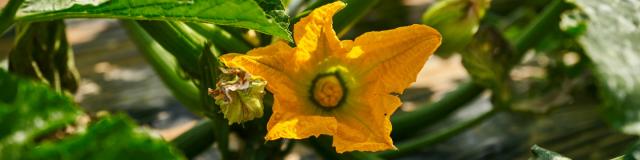 Ferme Trubuil - fleur de courgette