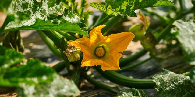 Ferme Trubuil - fleur de courgette