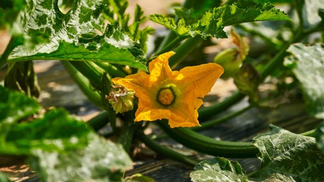 Ferme Trubuil - fleur de courgette