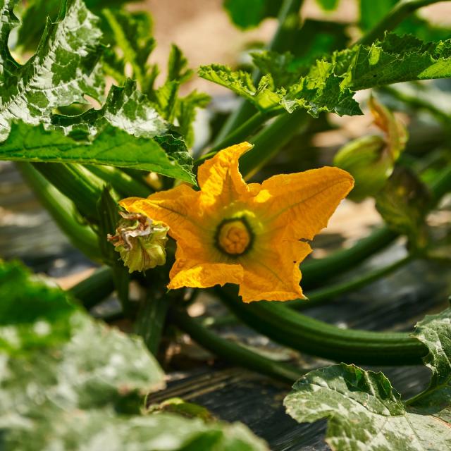 Ferme Trubuil - fleur de courgette