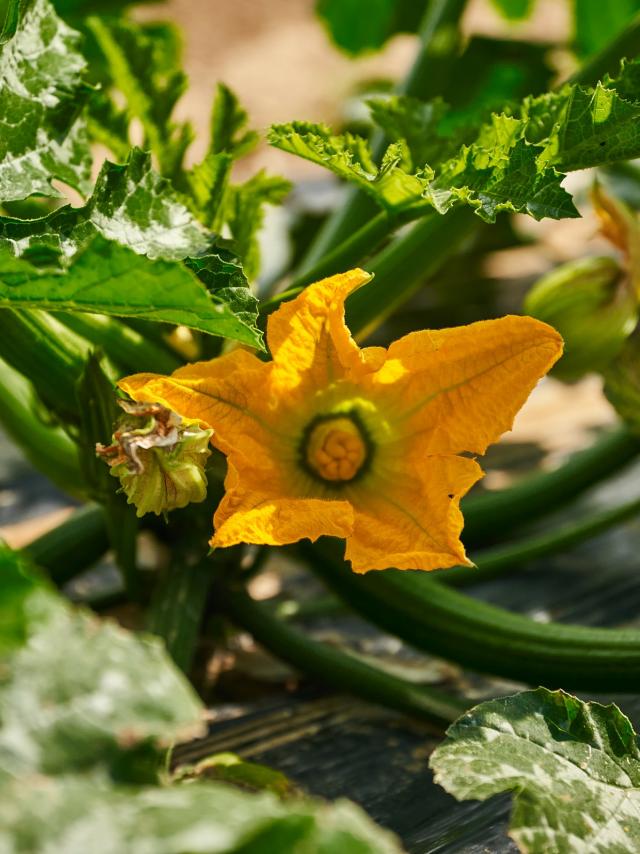 Ferme Trubuil - fleur de courgette