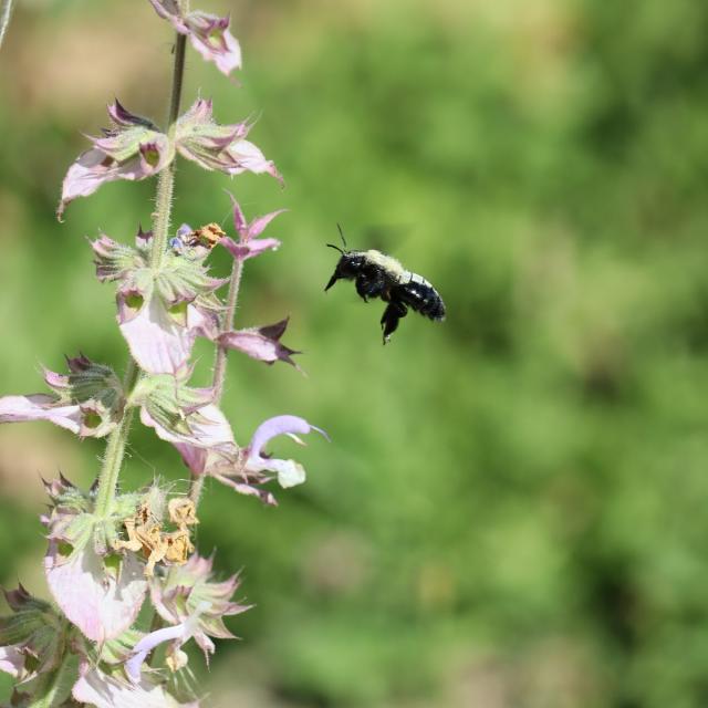 Ferme de Moulon - abeille charpentière