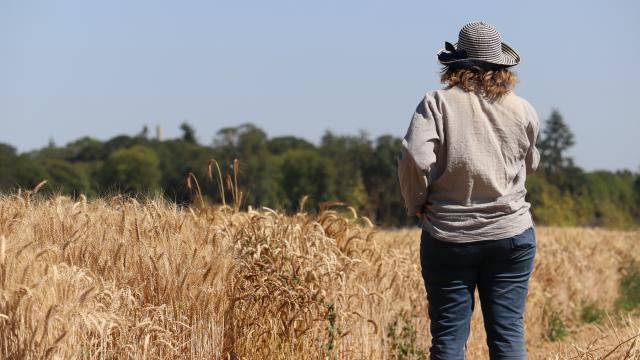 Ferme de Moulon - micro-parcelles de blé