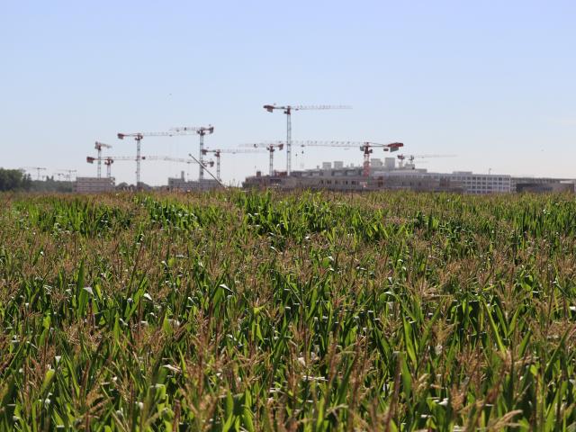 Ferme de Moulon - champ de maïs de différentes variétés