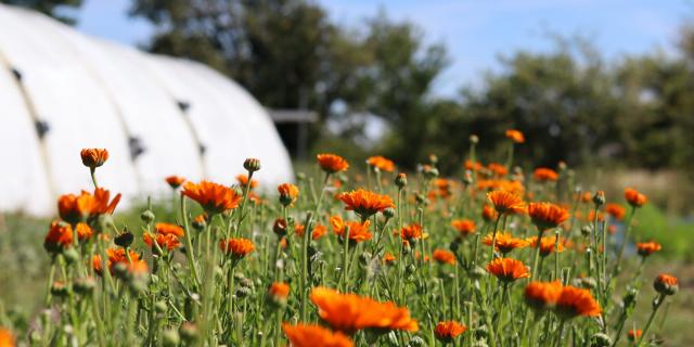 Aline Aurias, l'Enracinée - calendula en fleur