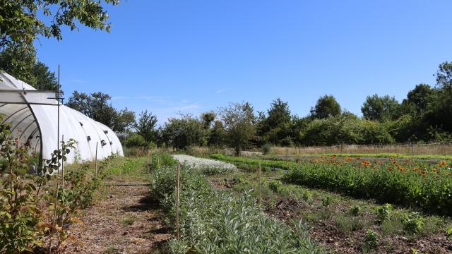 Aline Aurias, l'Enracinée - plantes à tisane et aromates