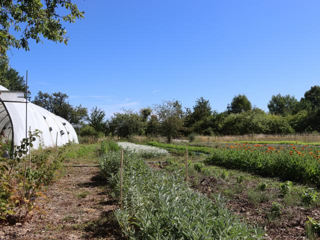 Aline Aurias, l'Enracinée - plantes à tisane et aromates