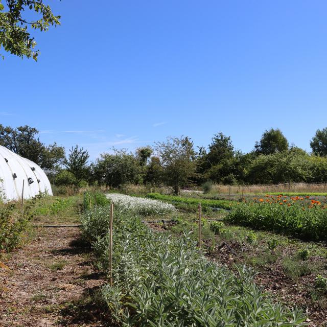 Aline Aurias, l'Enracinée - plantes à tisane et aromates