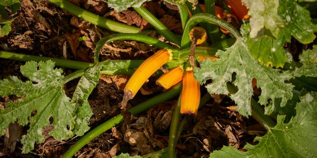 Plant de courgettes jaunes - La Ferme de Serge