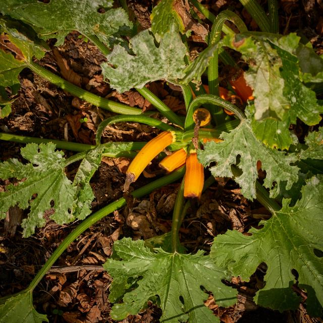 Plant de courgettes jaunes - La Ferme de Serge