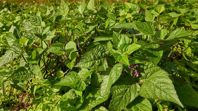 Plantes - La Ferme de Serge