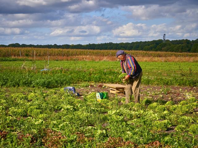 Champs de salades - La Ferme de Serge