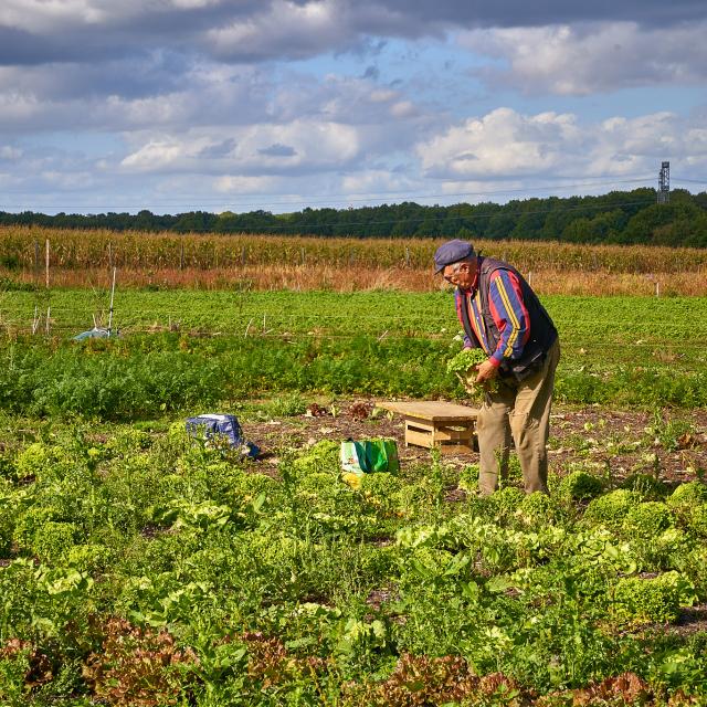 Champs de salades - La Ferme de Serge