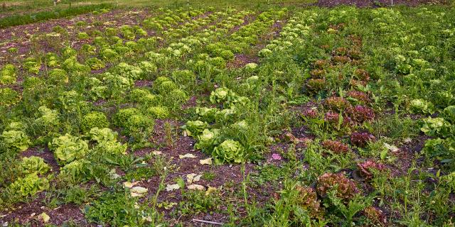 Salades - La Ferme de Serge