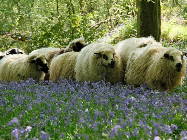 Ferme des 100 Terre - Transhumance dans les sous bois