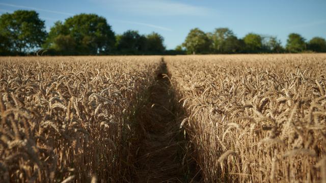 Ferme d'Orsigny - allée dans un champ de blé