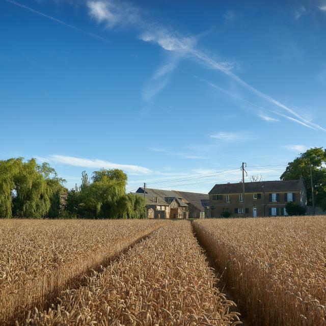 Ferme d'Orsigny - champ de blé et corps de ferme