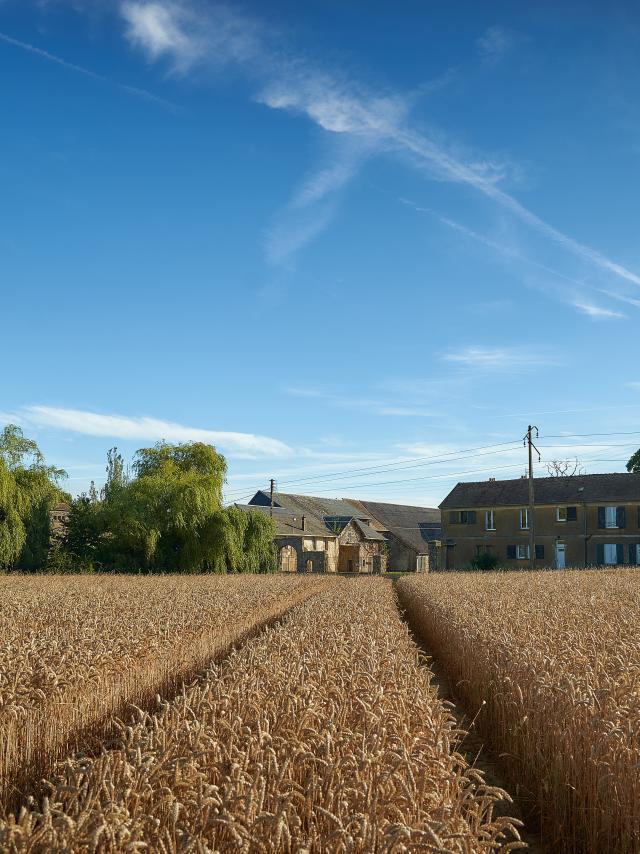 Ferme d'Orsigny - champ de blé et corps de ferme