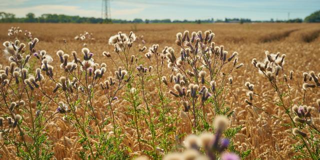 Ferme d'Orsigny - plantes en bordure de champ